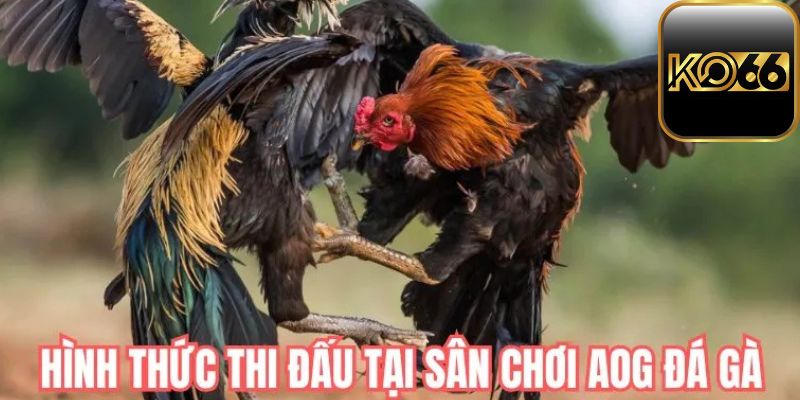 3 loại hình gà đá tranh tài có sức hút khó cưỡng