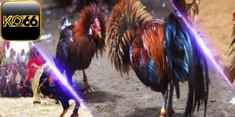 Thắng lớn tiền tỷ tại sảnh AOG đá gà từ các mẹo vàng
