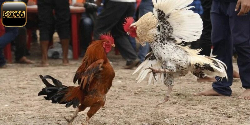 Các hình thức chọi gà trực tiếp thu hút