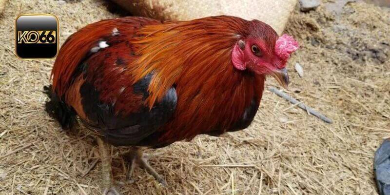 Hướng Dẫn Chăm Sóc Gà Sau Trận Đấu Chi Tiết Từ A đến Z