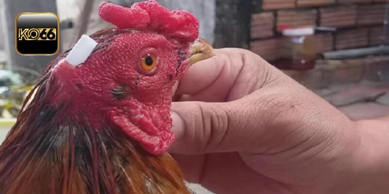 Hướng dẫn chăm sóc gà sau trận đấu cho người mới chơi