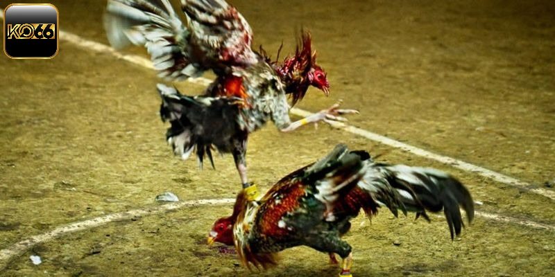 Đá Gà Trực Tiếp - Trải Nghiệm Các Trận Đấu Tuyệt Đỉnh