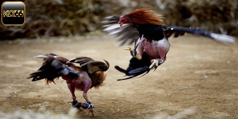 Hướng dẫn chơi đá gà chi tiết