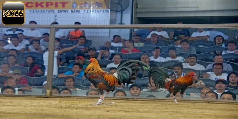 Vài nét về đá gà trực tiếp